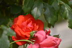 Barricade rose photo