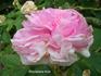 Agar rose photo