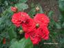 Bastei rose photo