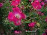 Clematis rose photo