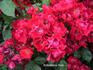 Effekt rose photo