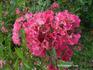 Eisenach rose photo