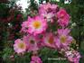 Île de France rose photo
