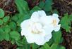 White Ma Perkins rose photo