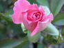 Ace of Diamonds rose photo