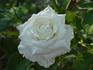 Victorian Lace rose photo