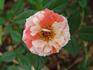Tickles rose photo