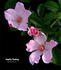 Amelia Fleming rose photo