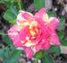 Bright Lights rose photo