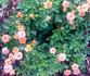 Busy Bee ™ rose photo