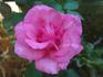 First Federal's Renaissance rose photo