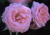 Carina, Cl. ® rose photo