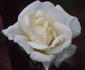 Casa Blanca rose photo