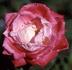 Colombina ® rose photo