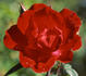 Commitment rose photo