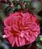 Conrad O'Neal rose photo