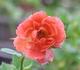 Orange Twist rose photo