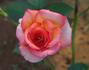 Fancy Amazone rose photo