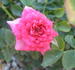 Ace of Diamonds rose photo