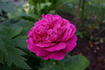 Henry IV rose photo