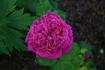 Henry IV rose photo