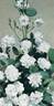 Koster Blanc rose photo