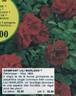 Lilli Marleen Grimpant rose photo