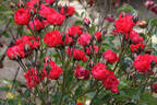 Rödhätte rose photo