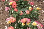 Aquarell rose photo