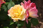 Aquarell rose photo
