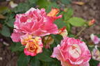 Cabana ™ rose photo
