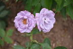 Dioressence® rose photo