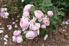 Rosaolor rose photo