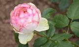 La Rose Optimiste rose photo
