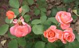 Institut Lumière ® rose photo