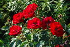 Hans Christian Andersen rose photo