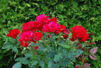 Hans Christian Andersen rose photo