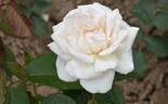Poker ® rose photo