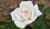 Poker ® rose photo