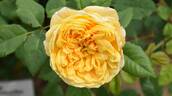 Glückskette rose photo