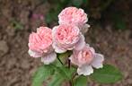 Schöne Erfurterin rose photo