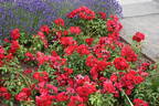 CentrO-Rose rose photo