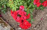 CentrO-Rose rose photo