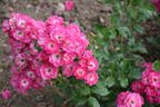 Doc rose photo