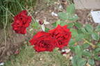 Madame Georges Delbard ® rose photo