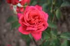Indian Chief rose photo