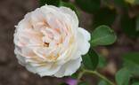 Flora Romantica rose photo