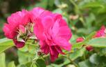 John Franklin rose photo