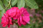 John Franklin rose photo
