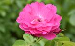 John Franklin rose photo